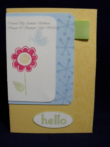 Hello Again Bashful Saffron