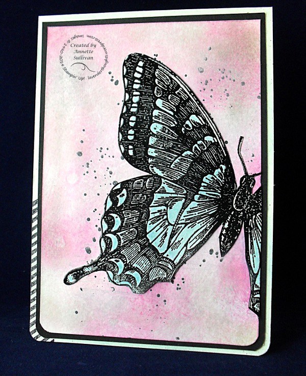 Swallowtail Marina Mambo