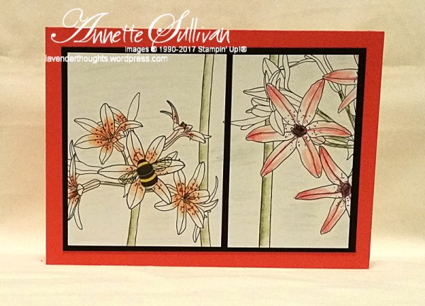 inside-the-lines-calypso-black